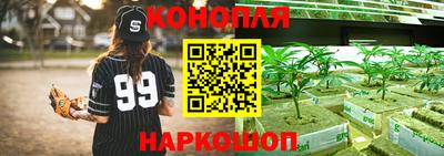 шишки Изобильный